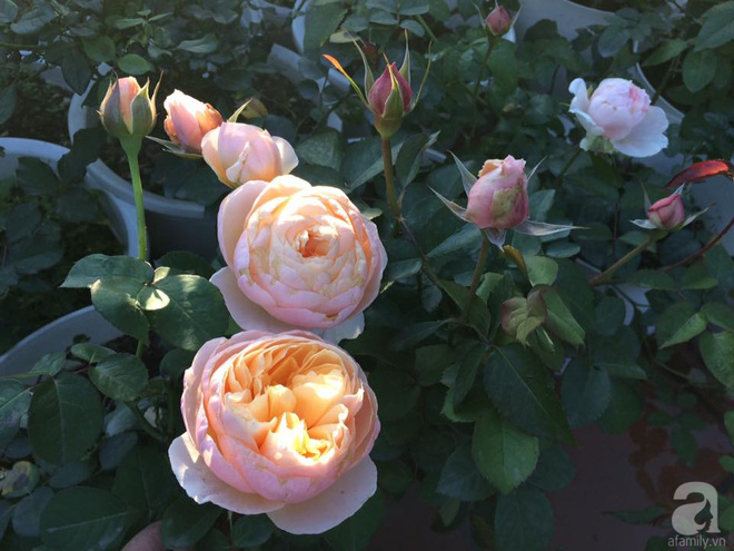 Ngôi nhà hoa hồng nhỏ nhắn và vô cùng dễ thương giữa thành phố Hạ Long của mẹ trẻ xinh đẹp