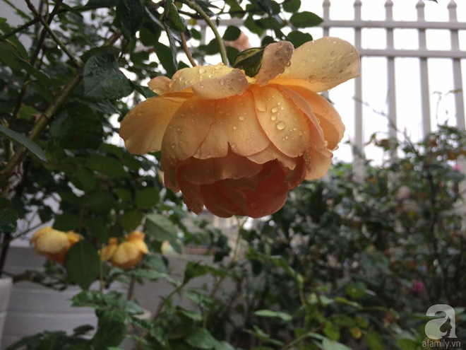 Ngôi nhà hoa hồng nhỏ nhắn và vô cùng dễ thương giữa thành phố Hạ Long của mẹ trẻ xinh đẹp