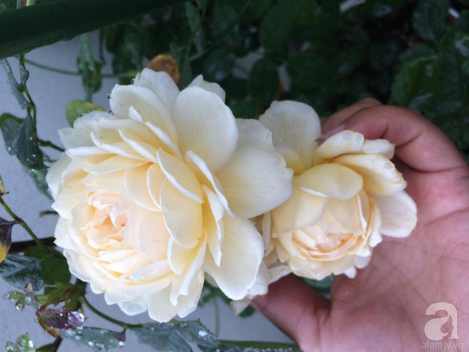 Ngôi nhà hoa hồng nhỏ nhắn và vô cùng dễ thương giữa thành phố Hạ Long của mẹ trẻ xinh đẹp