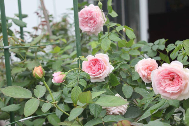 Ngôi nhà hoa hồng nhỏ nhắn và vô cùng dễ thương giữa thành phố Hạ Long của mẹ trẻ xinh đẹp