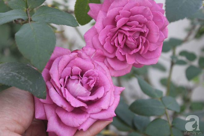 Ngôi nhà hoa hồng nhỏ nhắn và vô cùng dễ thương giữa thành phố Hạ Long của mẹ trẻ xinh đẹp