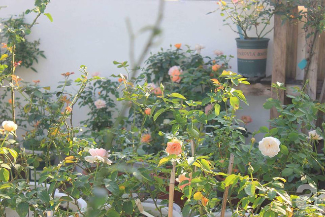 Ngôi nhà hoa hồng nhỏ nhắn và vô cùng dễ thương giữa thành phố Hạ Long của mẹ trẻ xinh đẹp