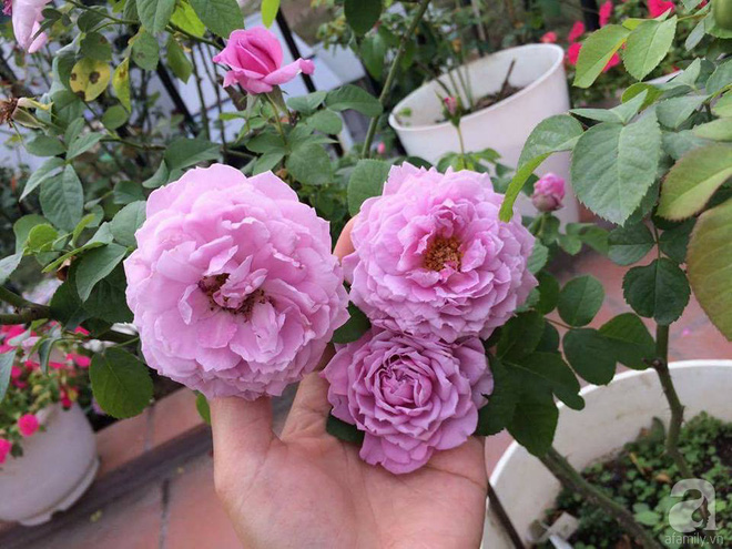 Ngôi nhà hoa hồng nhỏ nhắn và vô cùng dễ thương giữa thành phố Hạ Long của mẹ trẻ xinh đẹp