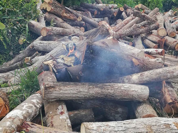 Kiểm tra gỗ lậu, cán bộ kiểm lâm bị tưới xăng đốt