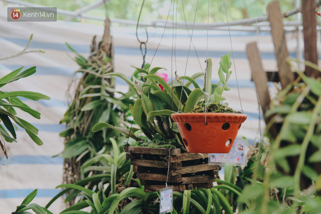 Câu chuyện về 32 giò lan của liệt sĩ phi công Khuất Mạnh Trí: Về đi Trí ơi! Lan của anh em mình nở đẹp lắm