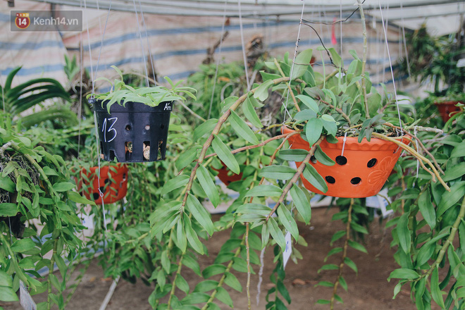 Câu chuyện về 32 giò lan của liệt sĩ phi công Khuất Mạnh Trí: Về đi Trí ơi! Lan của anh em mình nở đẹp lắm