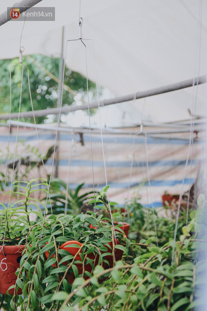 Câu chuyện về 32 giò lan của liệt sĩ phi công Khuất Mạnh Trí: Về đi Trí ơi! Lan của anh em mình nở đẹp lắm