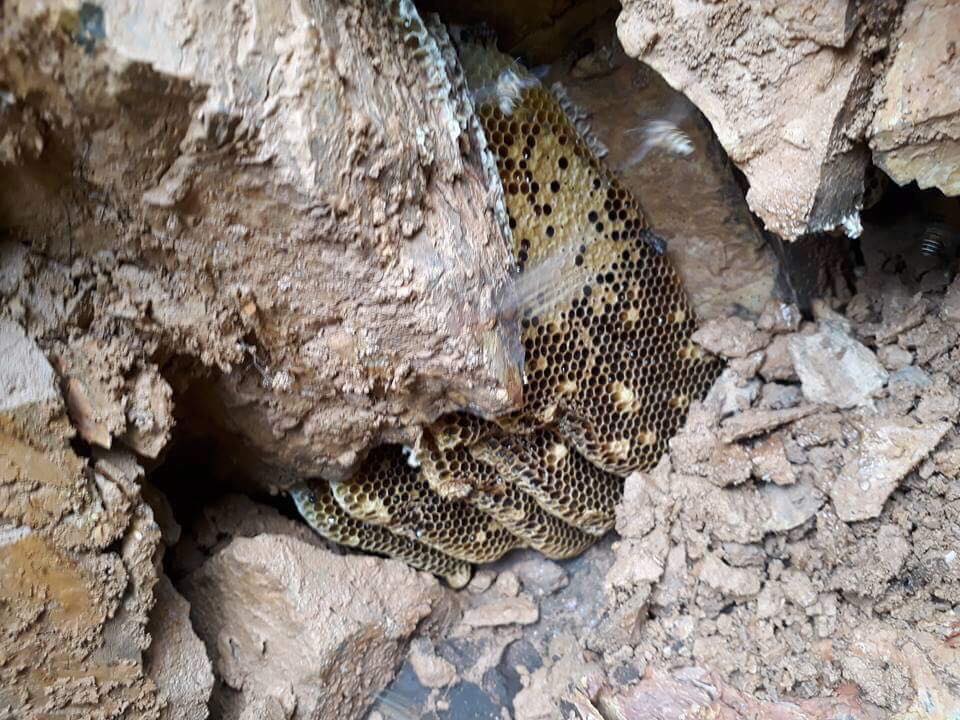 Hòa Bình: Khóc thét, liên tục bị ong dại tấn công, có người tử vong