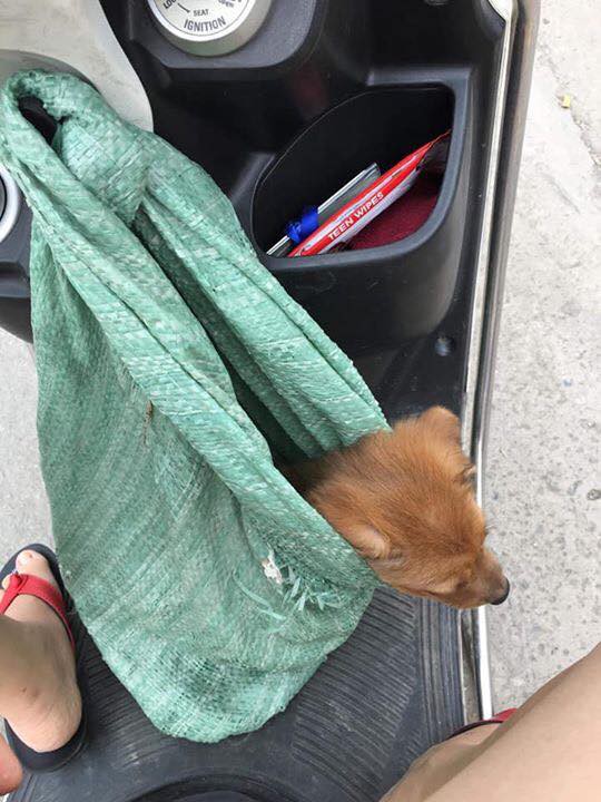 Rưng rưng với nụ hôn và giọt nước mắt tiễn biệt của cụ bà trước khi bán chú chó nhỏ đổi tiền chữa bệnh