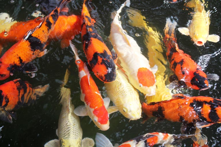 Hơn 300 chú cá quốc ngư xứ Mặt Trời mọc đẹp mê hồn của trai phố núi