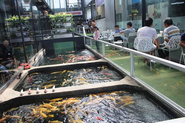 Hơn 300 chú cá quốc ngư xứ Mặt Trời mọc đẹp mê hồn của trai phố núi