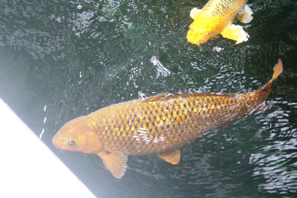 Hơn 300 chú cá quốc ngư xứ Mặt Trời mọc đẹp mê hồn của trai phố núi