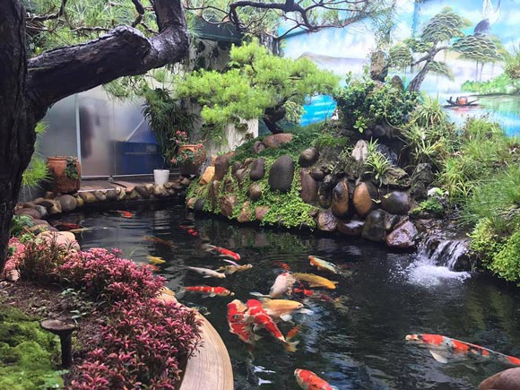 Hơn 300 chú cá quốc ngư xứ Mặt Trời mọc đẹp mê hồn của trai phố núi