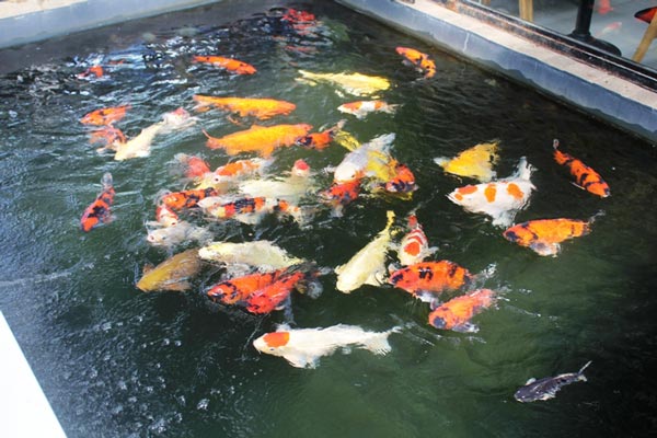 Hơn 300 chú cá quốc ngư xứ Mặt Trời mọc đẹp mê hồn của trai phố núi