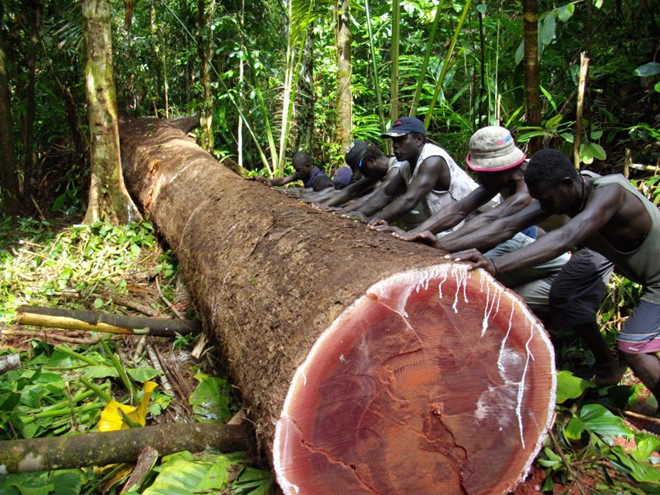 Bị công ty TQ càn quét, quốc gia 990 đảo có nguy cơ mất sạch rừng