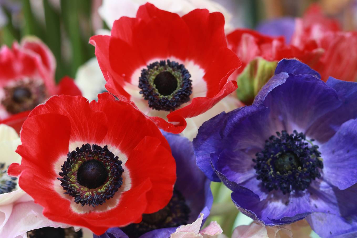 Ngày 20/10, chị em thích hoa đồng nội, quý ông chuộng hoa hồng