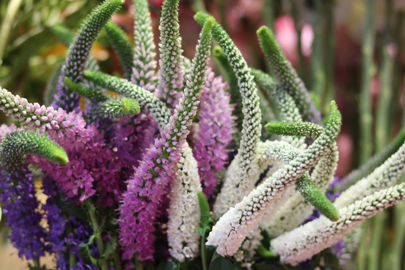 Ngày 20/10, chị em thích hoa đồng nội, quý ông chuộng hoa hồng