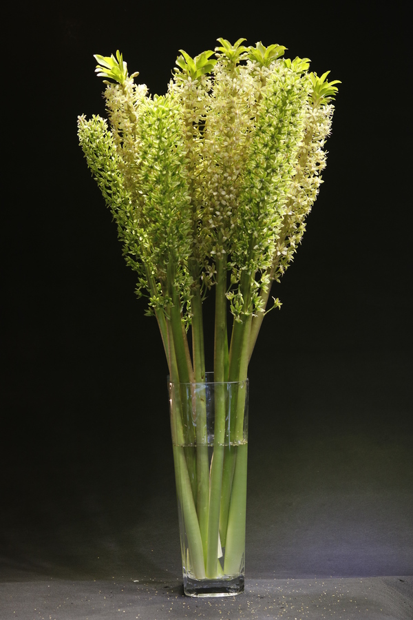 Ngày 20/10, chị em thích hoa đồng nội, quý ông chuộng hoa hồng