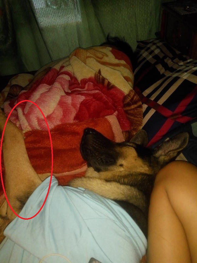 Đang nằm ôm chồng ngủ thì bị chen ngang, vợ bất lực cầu cứu, dân mạng lại chỉ biết cười lăn lóc trước kẻ thứ ba