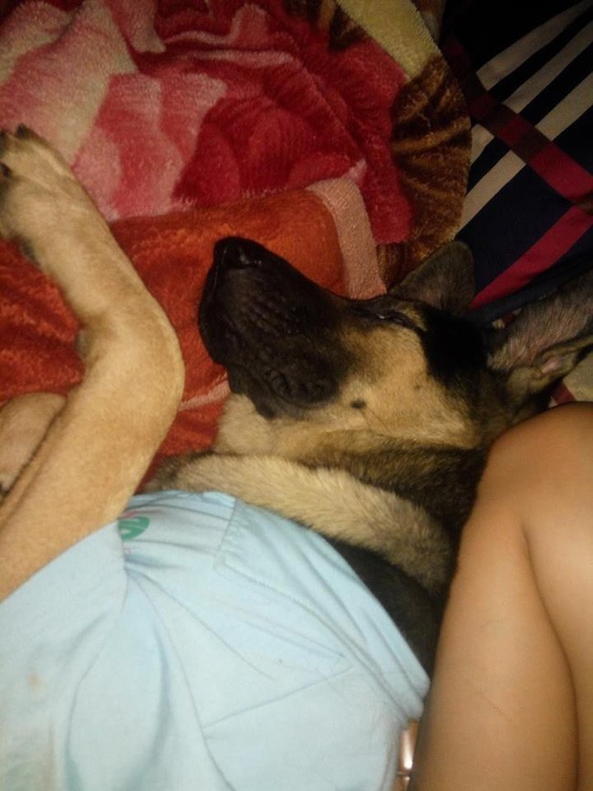 Đang nằm ôm chồng ngủ thì bị chen ngang, vợ bất lực cầu cứu, dân mạng lại chỉ biết cười lăn lóc trước kẻ thứ ba Đang nằm ôm chồng ngủ thì bị chen ngang, vợ bất lực cầu cứu, dân mạng lại chỉ biết cười lăn lóc trước kẻ thứ ba