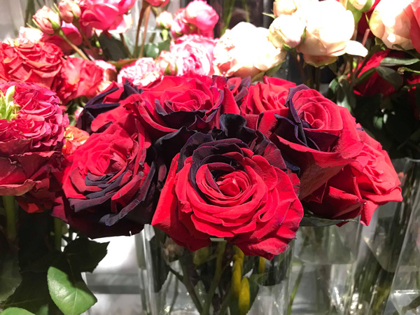 Đắt gấp chục lần hoa nội, hoa nhập khẩu vẫn không đủ bán dịp 20/10