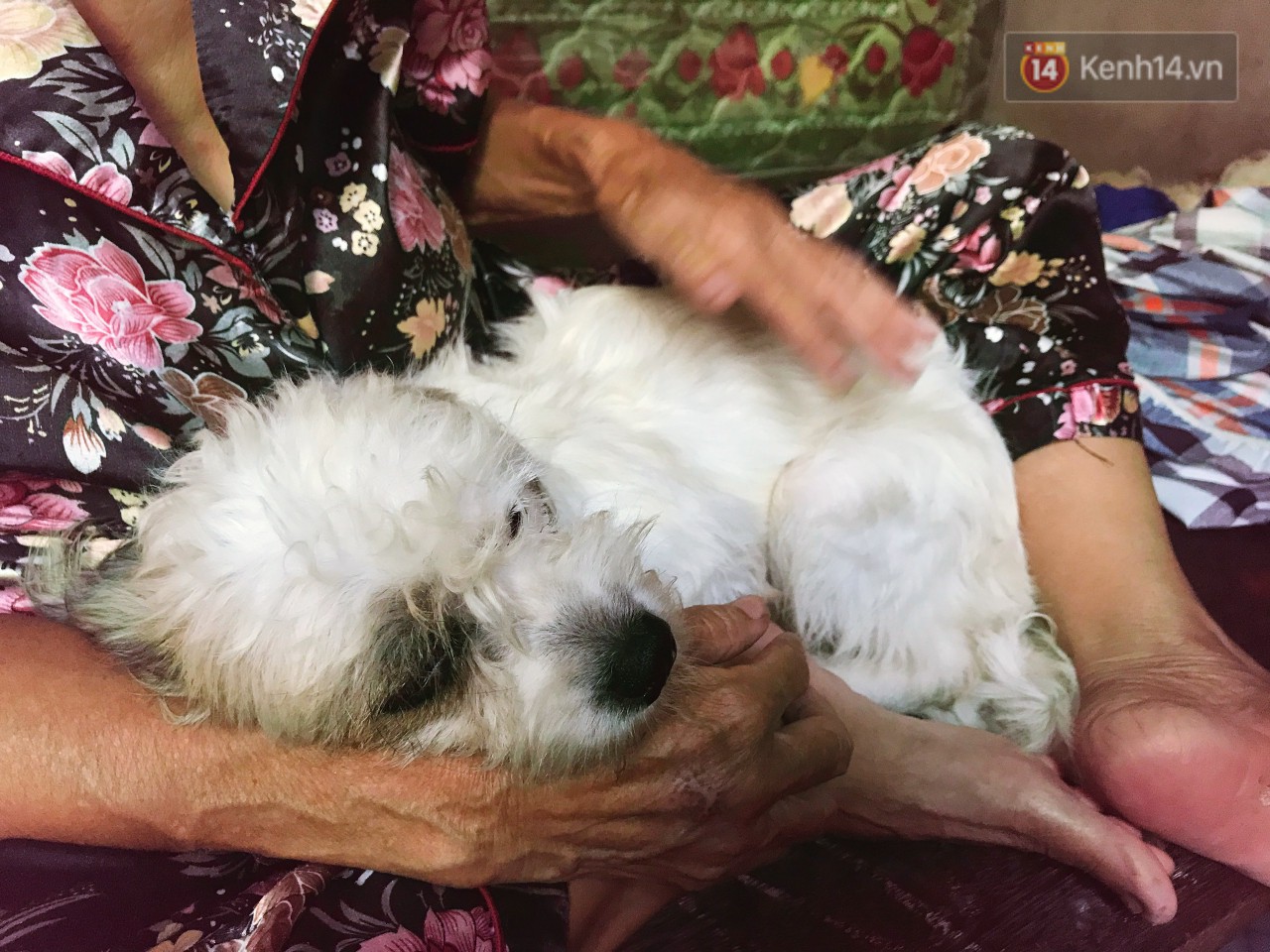 Bà lão trong bức ảnh hôn tạm biệt cậu Vàng trước khi bán chia sẻ lý do nói không đúng sự thật về gia cảnh của mình