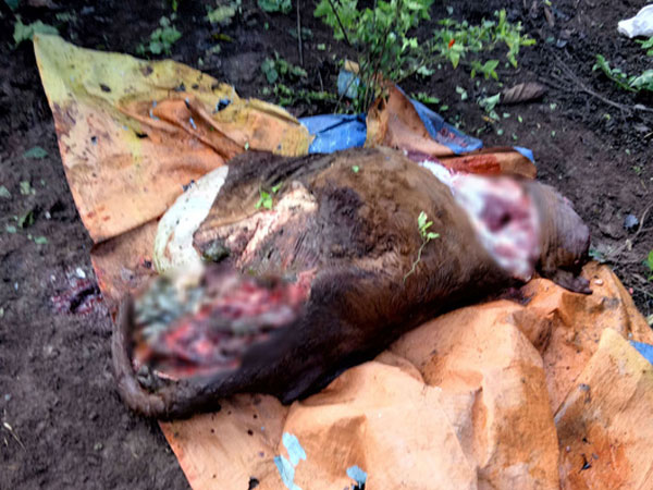 Nhốt bò ở rẫy, xót xa phát hiện bị trộm cắt mất 4 chân