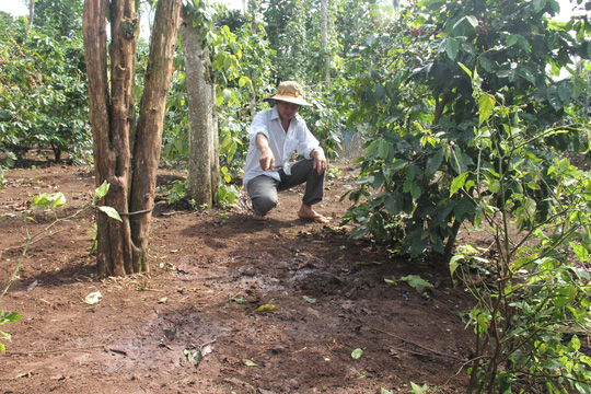 Nhốt bò ở rẫy, xót xa phát hiện bị trộm cắt mất 4 chân