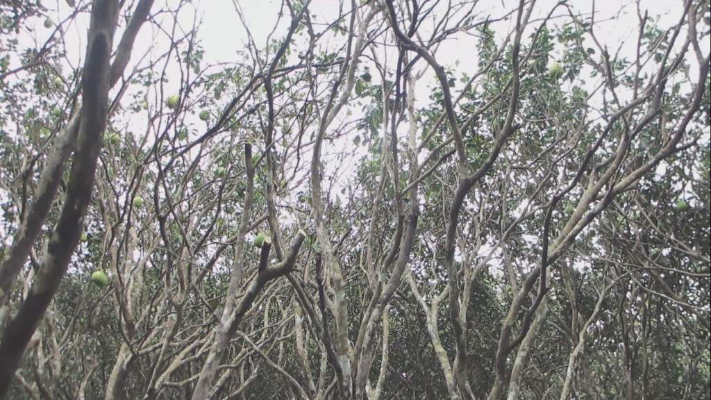 Bưởi Năm Roi rụng trắng gốc, nông dân khóc ròng bán 1.000 đồng/kg