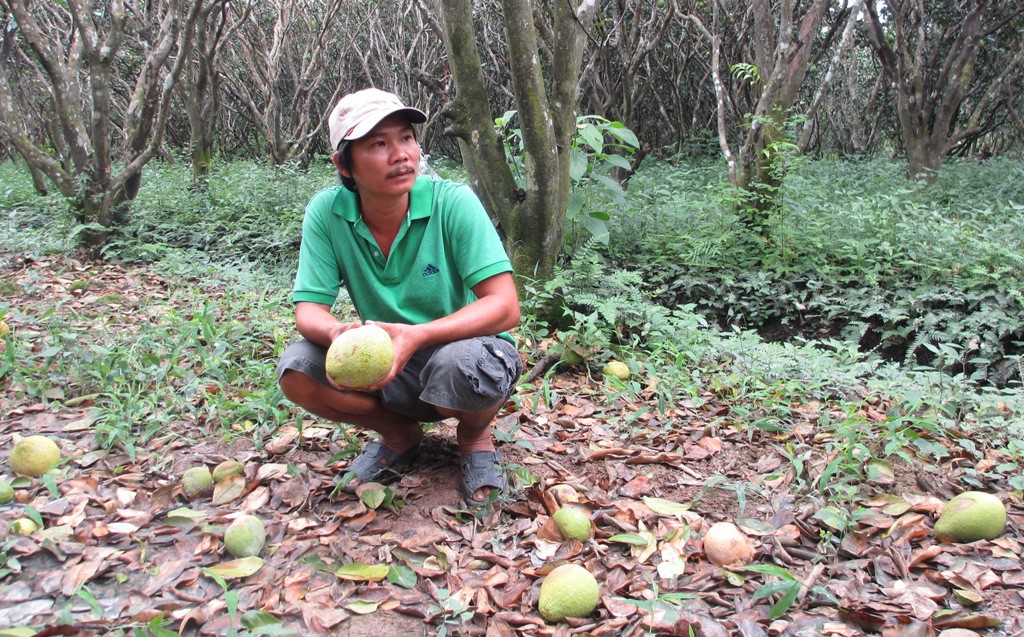 Bưởi Năm Roi rụng trắng gốc, nông dân khóc ròng bán 1.000 đồng/kg