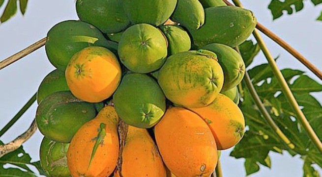 Lý do để bạn nên ăn đu đủ mỗi ngày