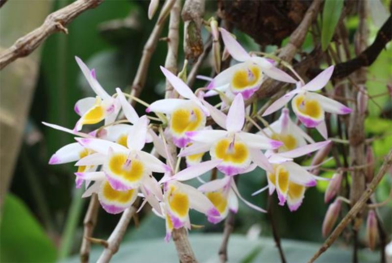 7 loại hoa tuyệt đối không được đặt trên bàn thờ kẻo hẻo vận làm ăn, gia đình ly tán