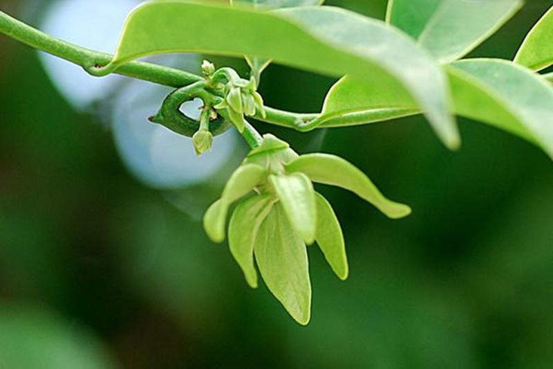 7 loại hoa tuyệt đối không được đặt trên bàn thờ kẻo hẻo vận làm ăn, gia đình ly tán