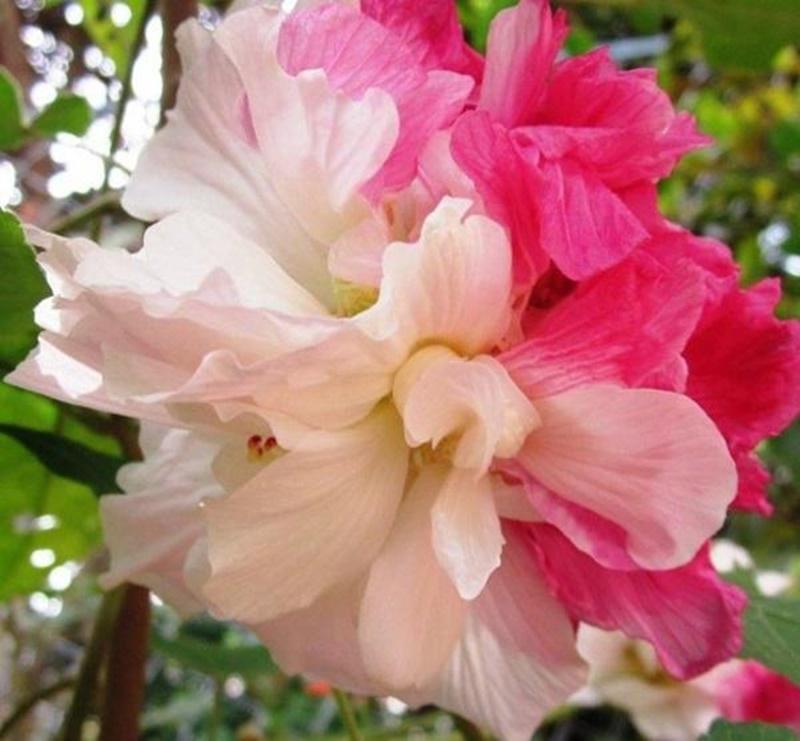 7 loại hoa tuyệt đối không được đặt trên bàn thờ kẻo hẻo vận làm ăn, gia đình ly tán