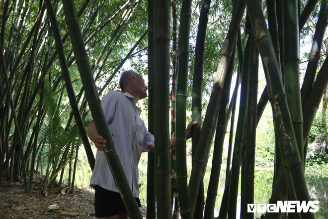 Con đường tre xanh đẹp như tranh vẽ của lão nông 83 tuổi