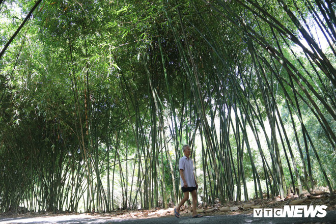 Con đường tre xanh đẹp như tranh vẽ của lão nông 83 tuổi