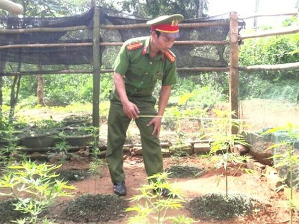 Kẻ nghiện ma túy trồng cần sa trong vườn nhà