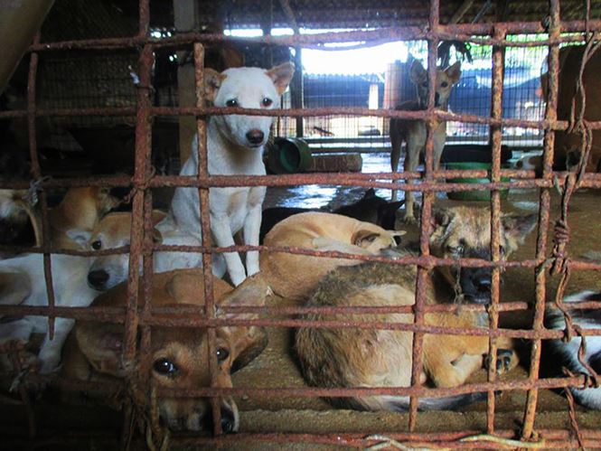 Khi chó chỉ là cầy tơ