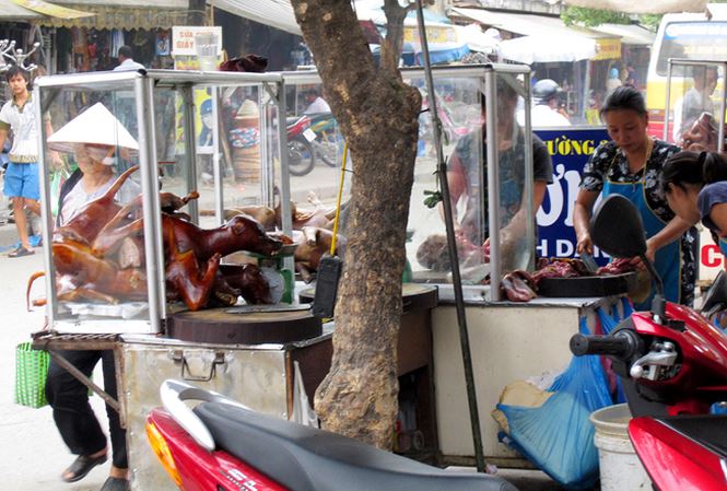 Khi chó chỉ là cầy tơ