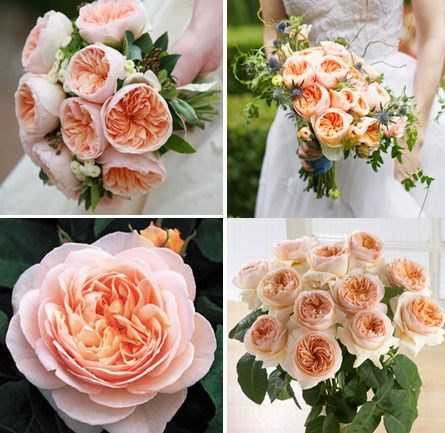 Ngắm bông hồng mang tên nàng Juliet, bán 1 căn biệt thự chưa chắc mua được 1 bông