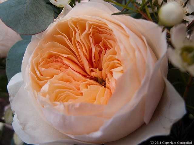 Ngắm bông hồng mang tên nàng Juliet, bán 1 căn biệt thự chưa chắc mua được 1 bông