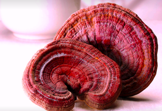 Uống nấm linh chi 3 tháng, nam bệnh nhân suy gan cấp do nhiễm độc Uống nấm linh chi 3 tháng, nam bệnh nhân suy gan cấp do nhiễm độc