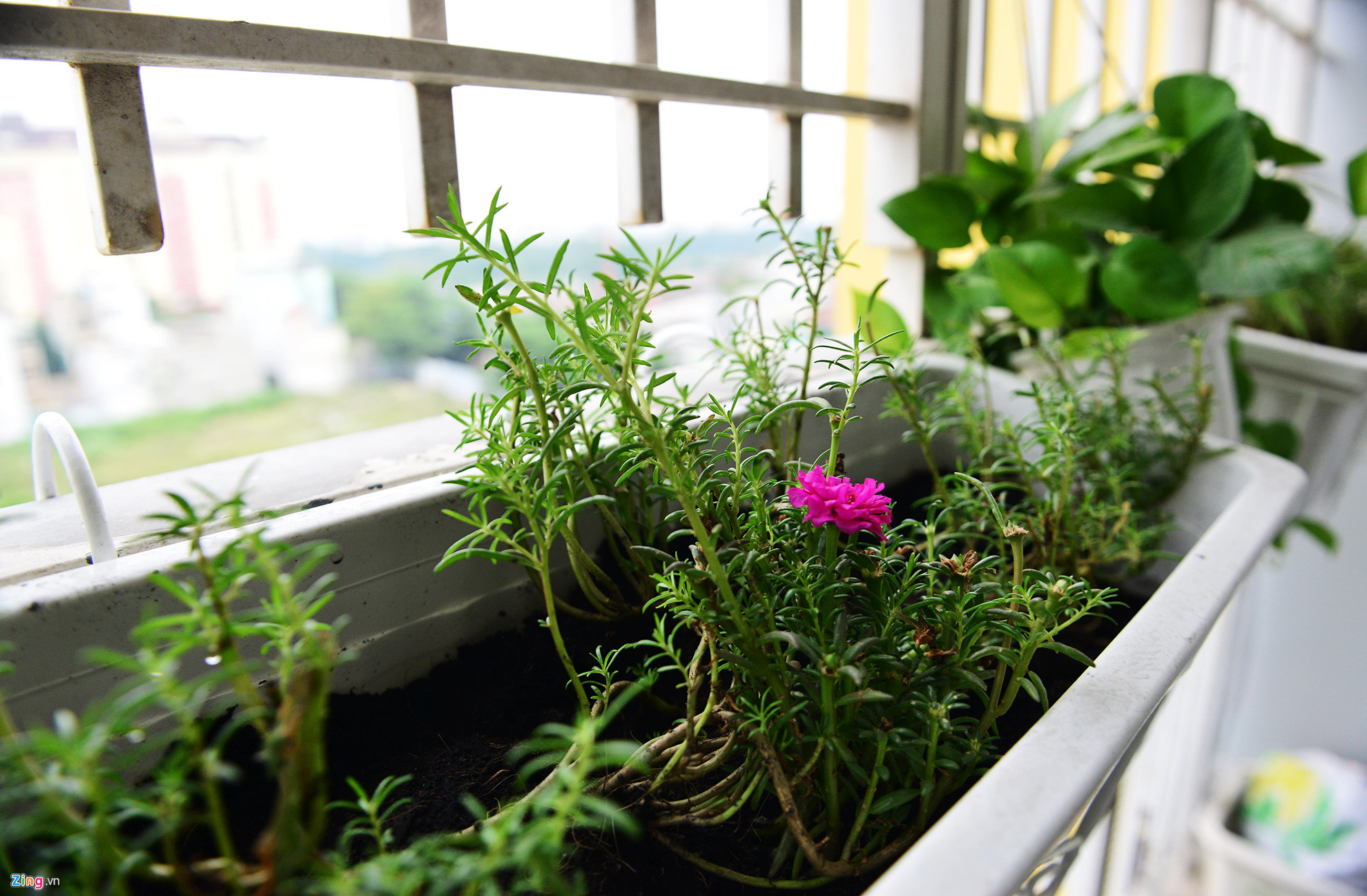 Cư dân Carina trở về nhà sau hơn 7 tháng xảy ra cháy