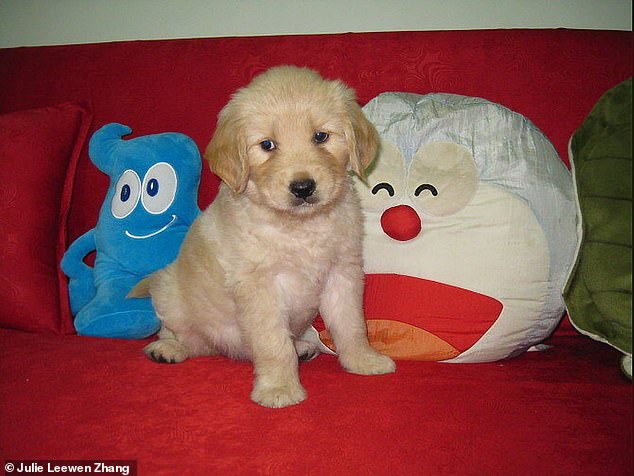 TQ: Đau đớn khóc thảm thiết vì chó đem từ Mỹ về bị hàng xóm đầu độc