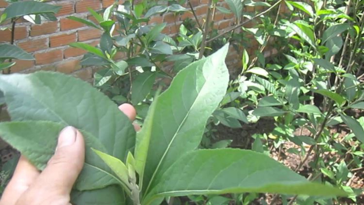 Sùng bái cây mật gấu: Hàng trăm người trả giá đắt, nguy cơ tai biến và tàn phế