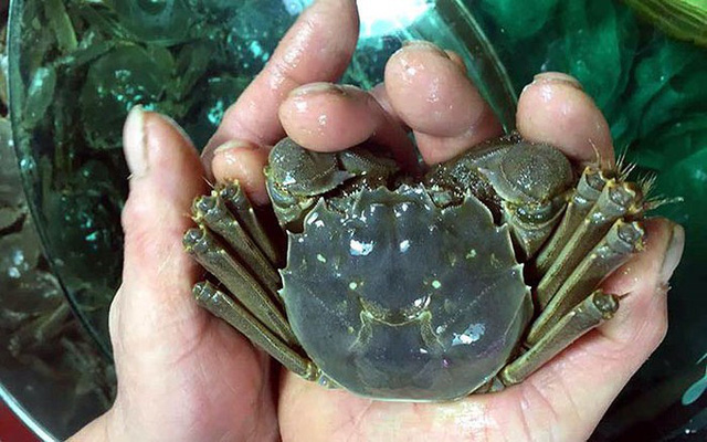 Cua lông Hồng Kông gần 1 triệu đồng/2 lạng về Việt Nam dân tình đua nhau mua