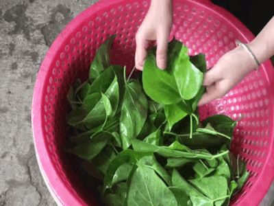 Cháo ấu tẩu và lá ngón xào tỏi - 2 đặc sản có độc của vùng cao và chuyện thú vị đằng sau