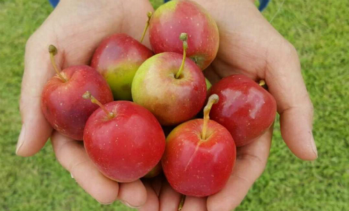 Táo mini Hàn Quốc ồ ạt vào Việt Nam