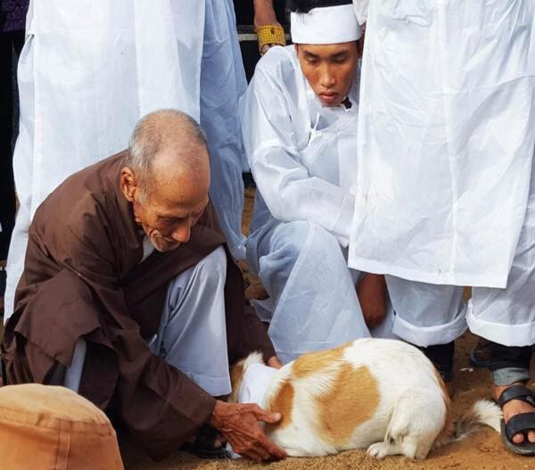 Câu chuyện uất hận về chú chó đang để tang bà chủ thì bị cẩu tặc bắt mất