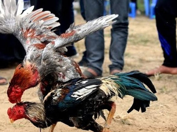 Phá sới đá gà ăn tiền quy mô lớn
